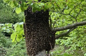 Bienenschwarm h&auml;ngt an einem Baumstamm