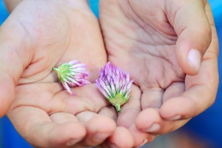 the-flowers-of-clover-in-children-s-hands-2021-08-26-18-28-14-utc